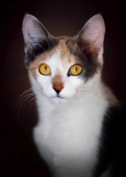 Cute calico cat — Stock Photo, Image