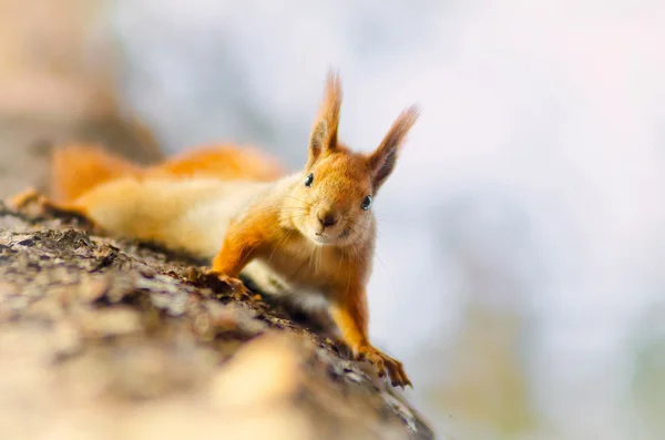 Zabawny, ciekawy wiewiórka na drzewie — Zdjęcie stockowe