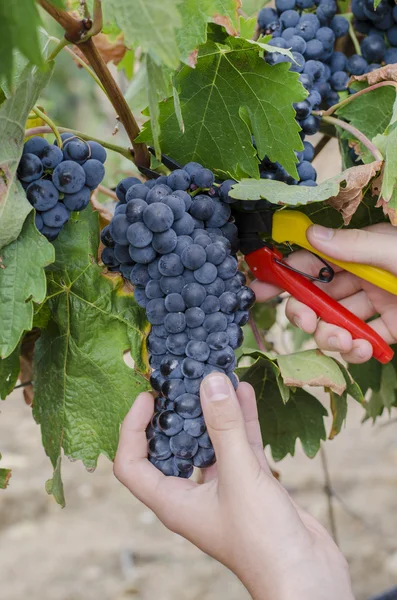 Red grapes bunches being collected — Stock Photo, Image