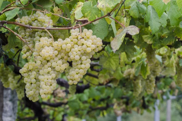 Racimos de uvas blancas —  Fotos de Stock