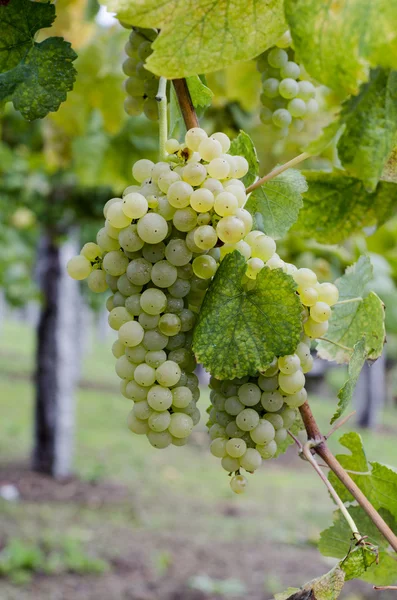 Racimos de uvas blancas —  Fotos de Stock