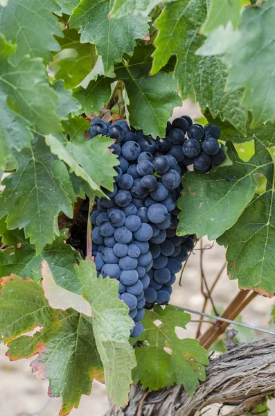 Racimos de uvas rojas — Foto de Stock