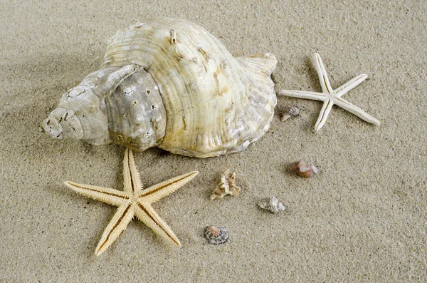 Shells and starfish — Stock Photo, Image