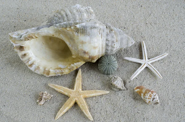 Shells and starfish — Stock Photo, Image