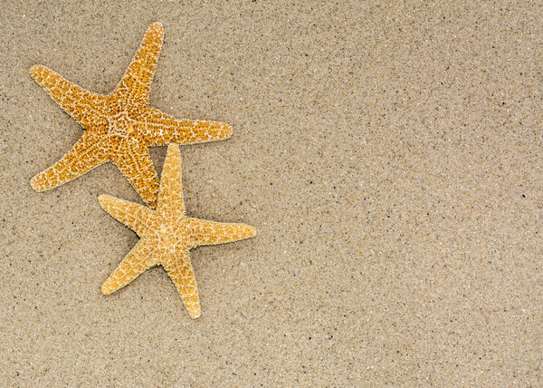 Two starfish on sand background on a beach