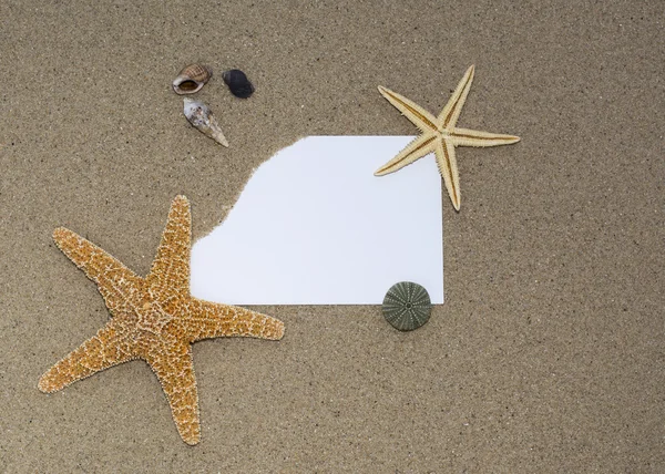 Conchiglie e stelle marine su una sabbia — Foto Stock