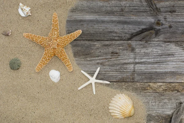 Shells and starfish on a sandy — Stock Photo, Image