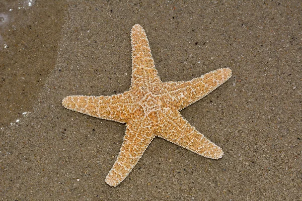 A starfish lying on a sandy beach — Stock Photo, Image