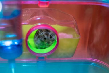 Kafesin içindeki küçük hamster. 