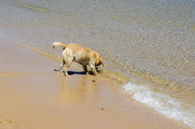deniz kıyısı üstünde köpek