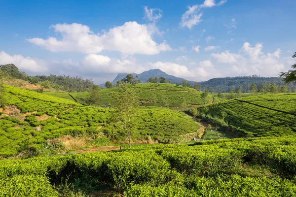 Tea plantation near the town Nuwara Eliya, approx 1900m above sea level. Tea production is on of the main economic sources of the country. Sri Lanka is the worlds fourth-largest producer of tea. The industry was introduced 1867