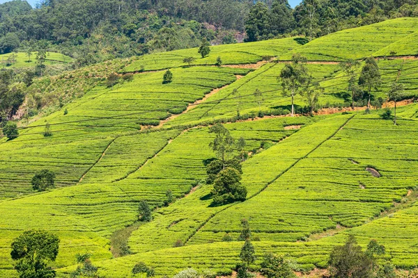 Tea plantation near the town Nuwara Eliya, approx 1900m above sea level. Tea production is on of the main economic sources of the country. Sri Lanka is the worlds fourth-largest producer of tea. The industry was introduced 1867