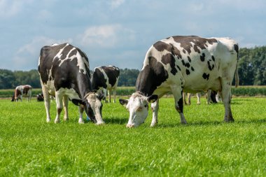 İki siyah ve beyaz inek yeşil alanda otluyor.
