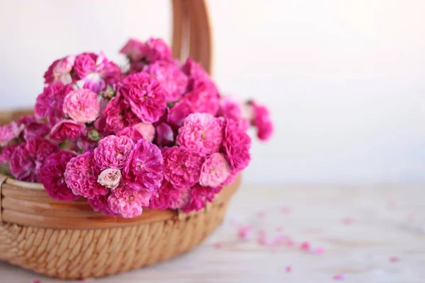 Rosiers roses grimpants dans un panier en osier sur une vieille table minuscule. Belles roses bouquet fleurissant de près dans un fond en bois clair. Cartes de voeux mamans, valentines, mariage, concept de journée des femmes. — Photo
