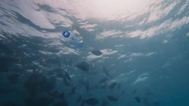 Mavi deniz suyunda balıklarla çevrili plastik bir şişe sürükleniyor. Deniz atıkları, deniz kirliliği ve çevresel hasara katkıda bulunarak, insan doğası üzerindeki etkisini vurguluyor.