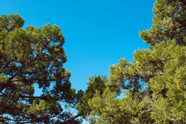Natural frame with pine trees branches and blue sky with copy space for your text.