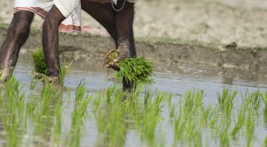 Çiftçi tarım için çamurlu bir araziye küçük yeşil şirketler ekiyor.