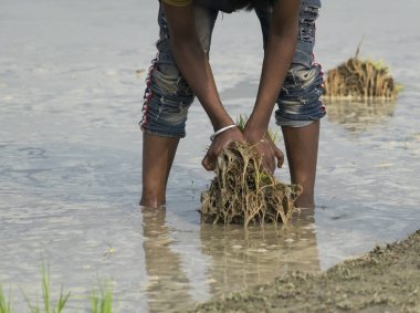 Genç çiftçi çocuk çamurlu bir tarlaya tarım için küçük yeşil şirketler dikiyor.