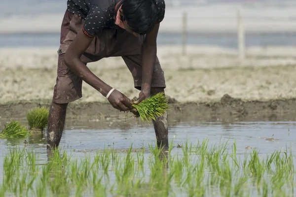 Malda India Enero 2021 Joven Granjero Plantando Pequeñas Plantas Verdes — Foto de Stock
