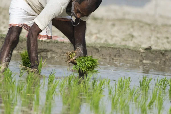 Malda India Enero 2021 Viejos Agricultores Plantan Pequeñas Plantas Cuerpos — Foto de Stock
