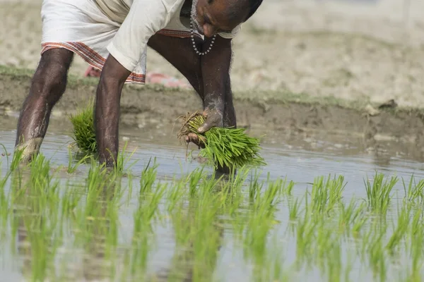 Malda India Enero 2021 Viejos Agricultores Plantan Pequeñas Plantas Cuerpos — Foto de Stock