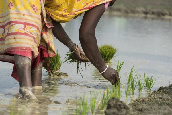 Una Agricultora Vestida Saree Plantando Pequeñas Plantas Verdes Campo Fangoso — Foto de Stock