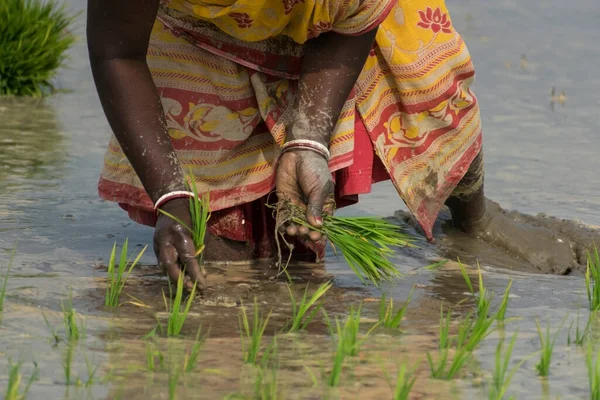 Una Agricultora Vestida Saree Plantando Pequeñas Plantas Verdes Campo Fangoso — Foto de Stock