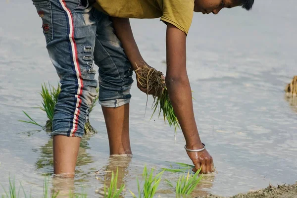 Malda India Enero 2021 Joven Granjero Plantando Pequeñas Plantas Verdes — Foto de Stock