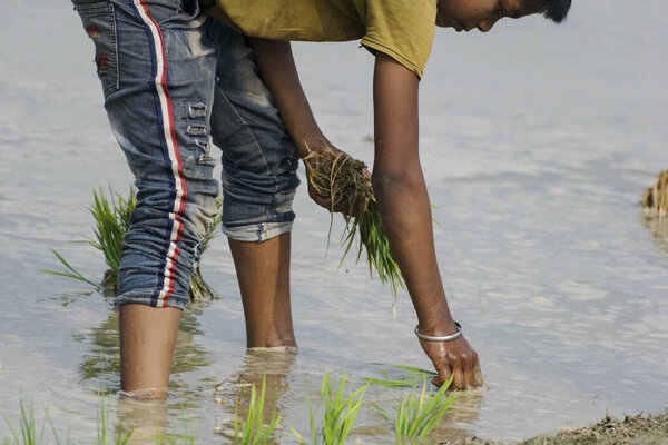 Malda, India- January 6th, 2021: Young Farmer boy planting small green corp plants on a muddy field for agriculture