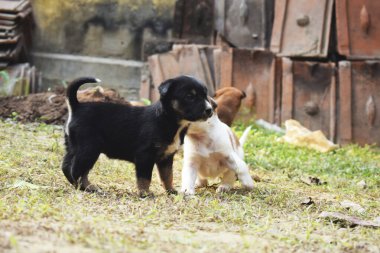 Two puppies playing outdoor on the ground in bright daylight