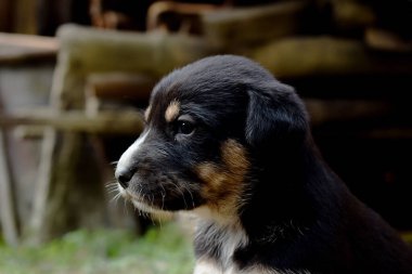 Portrait of a cute and adorable black puppy looking staring
