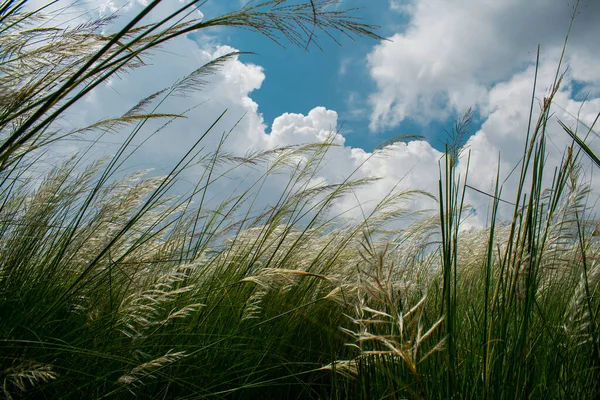 Clear Blue Sky Partly White Clouds Beautiful Catkins Forest Imagens De Bancos De Imagens