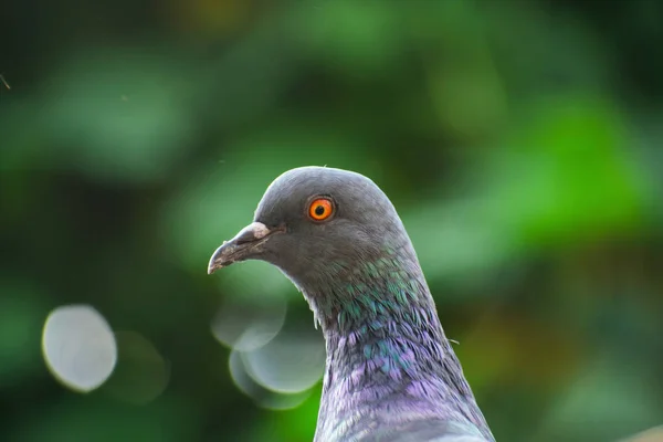 Außenporträt Einer Schwarzen Taube Die Verschiedene Seiten Schaut — Stockfoto