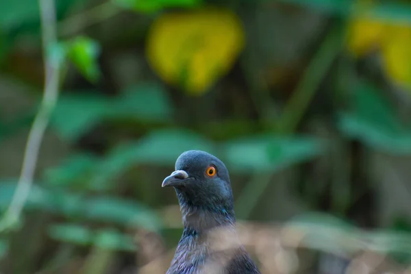 Outdoor Portret Van Een Zwarte Duif Kijkend Verschillende Kanten — Stockfoto