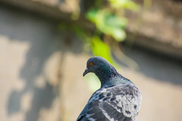 Außenporträt Einer Schwarzen Taube Die Verschiedene Seiten Schaut — Stockfoto