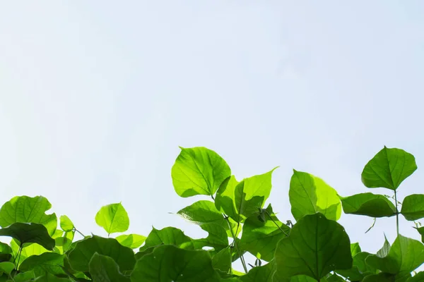 Gröna Blad Grenar Framför Vit Och Blå Bakgrund — Stockfoto