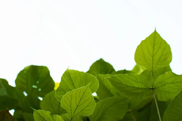 Gröna Blad Grenar Framför Vit Och Blå Bakgrund — Stockfoto