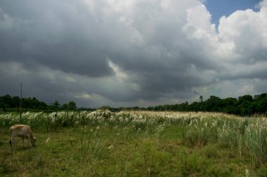 Catkins Ormanı 'nda sonbaharın kara bulutları