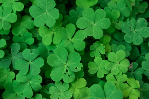 Buske Shamrock Bakgrund Gröna Färgade Kronblad Naturligt Vacker Och Perfekt — Stockfoto