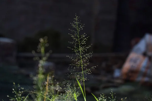 Siyah Arkaplan Önünde Odaklanan Yaban Bitkisi — Stok fotoğraf