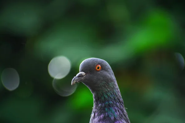 Portrait Extérieur Pigeon Noir Regardant Différents Côtés — Photo