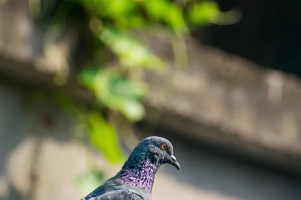 Portrait Extérieur Pigeon Noir Regardant Différents Côtés — Photo