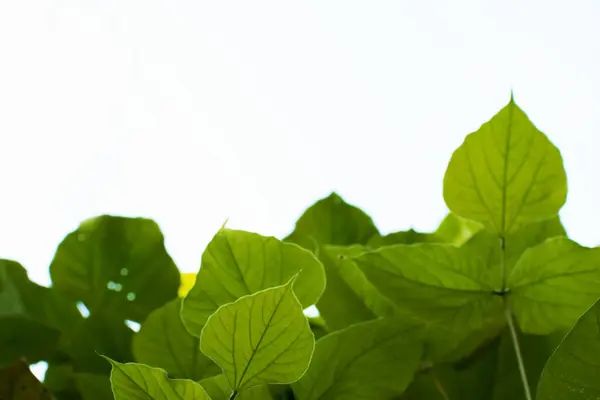 Yeşil Yapraklar Beyaz Mavimsi Arkaplan Önünde Dallar — Stok fotoğraf