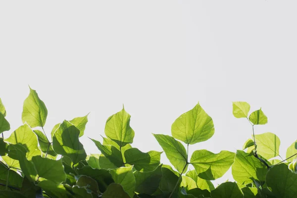 Gröna Blad Grenar Framför Vit Och Blå Bakgrund — Stockfoto