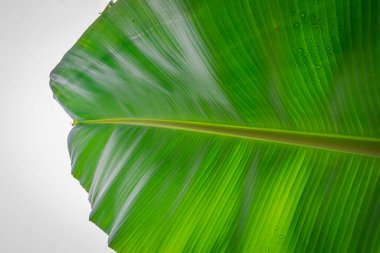 Doğal desenli yeşil muz yaprağı arka plan duvar kâğıdı