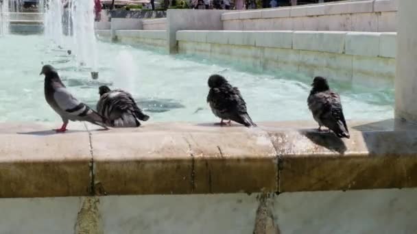 Törstiga duvor som dricker och badar i stadens fontäner den varma sommardagen med en fågel som lyfter för att flyga i slutet — Stockvideo