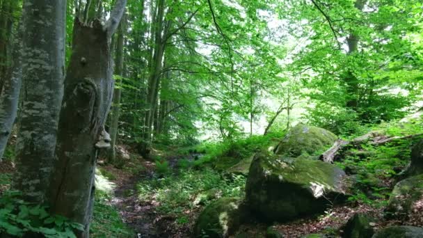 Drzewa leśne w słoneczny letni dzień. Dziki las z tłem skał. Góra Vitosha w Bułgarii — Wideo stockowe