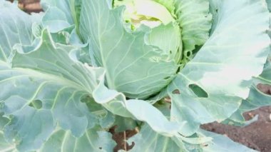 İç bahçede lahana yetişiyor. Lezzetli, doğal, olgun lahana kafaları ve toprakta yapraklar.