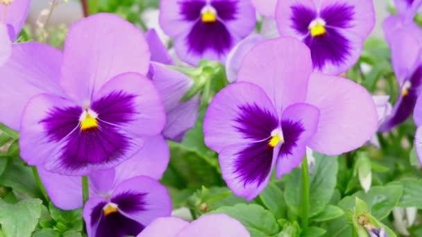 Close-up of bright purple flowers pansies moving on wind — Stock Video