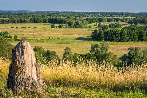 夏季乡村风景 森林和树干上长满了干草 与德国和波兰接壤 — 图库照片